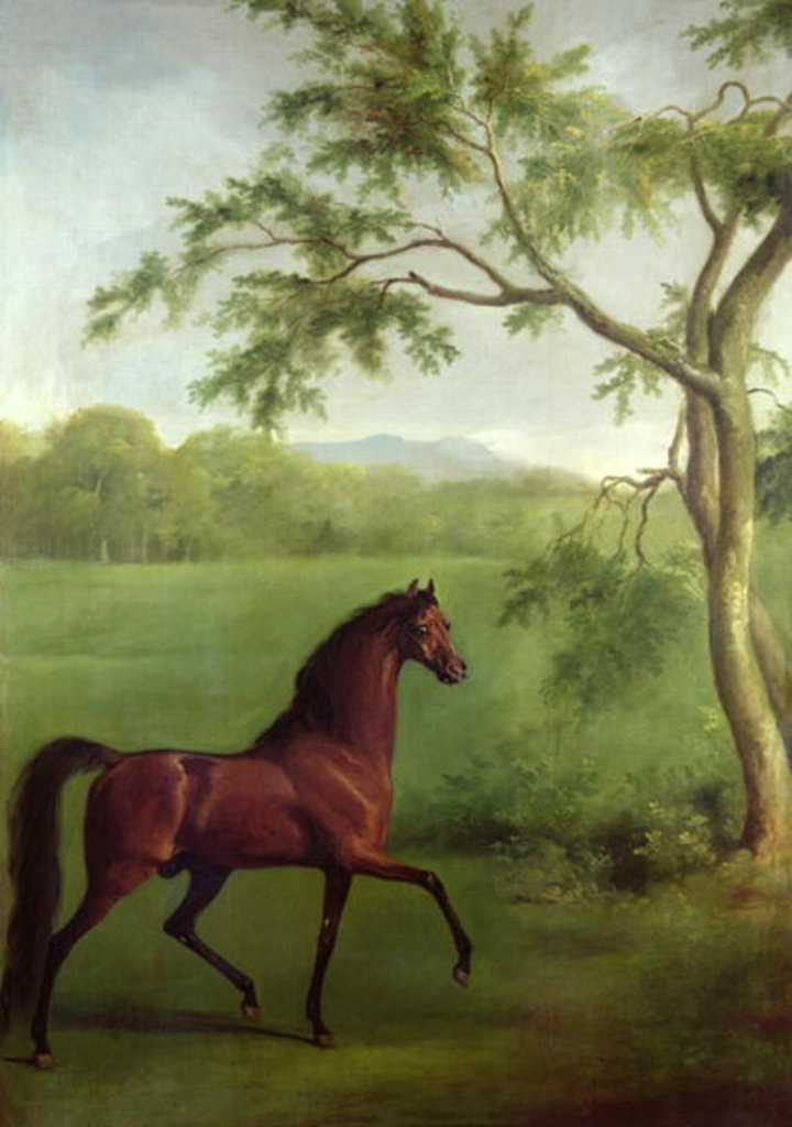 Detail of An Arabian Stallion beneath a Tree, c.1761-63 by George Stubbs