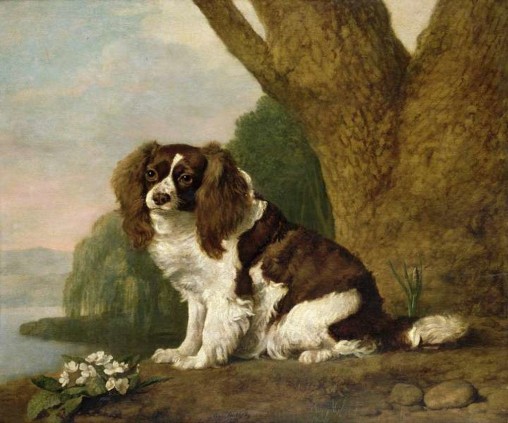 Detail of Fanny, a brown and white spaniel, 1778 by George Stubbs