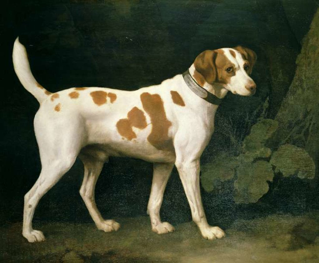 Detail of Portrait of a Hound belonging to William Pitt, 1st Earl of Chatham, 1788 by George Stubbs