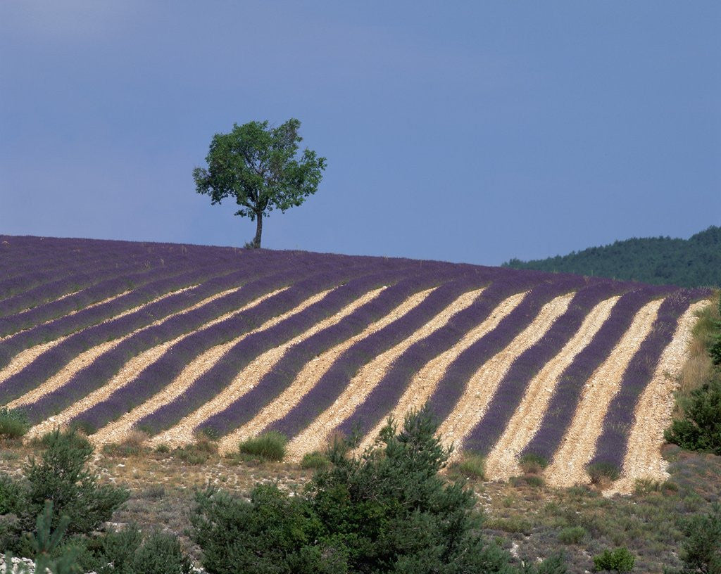 Detail of Fields of Lavender in Provence, France by Anonymous
