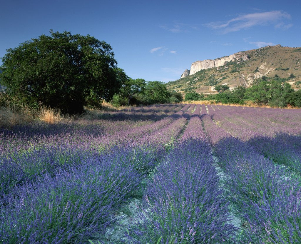 Detail of Fields of Lavender in Provence, France by Anonymous