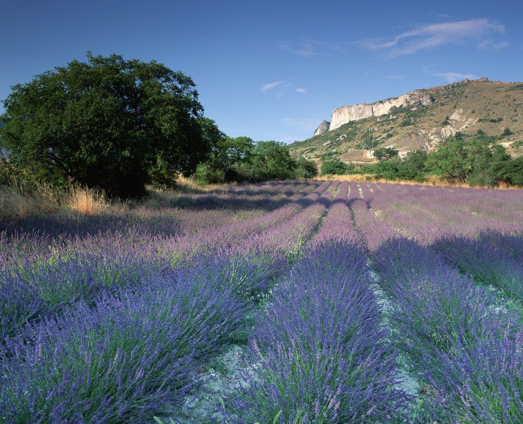 Detail of Fields of Lavender in Provence, France by Corbis
