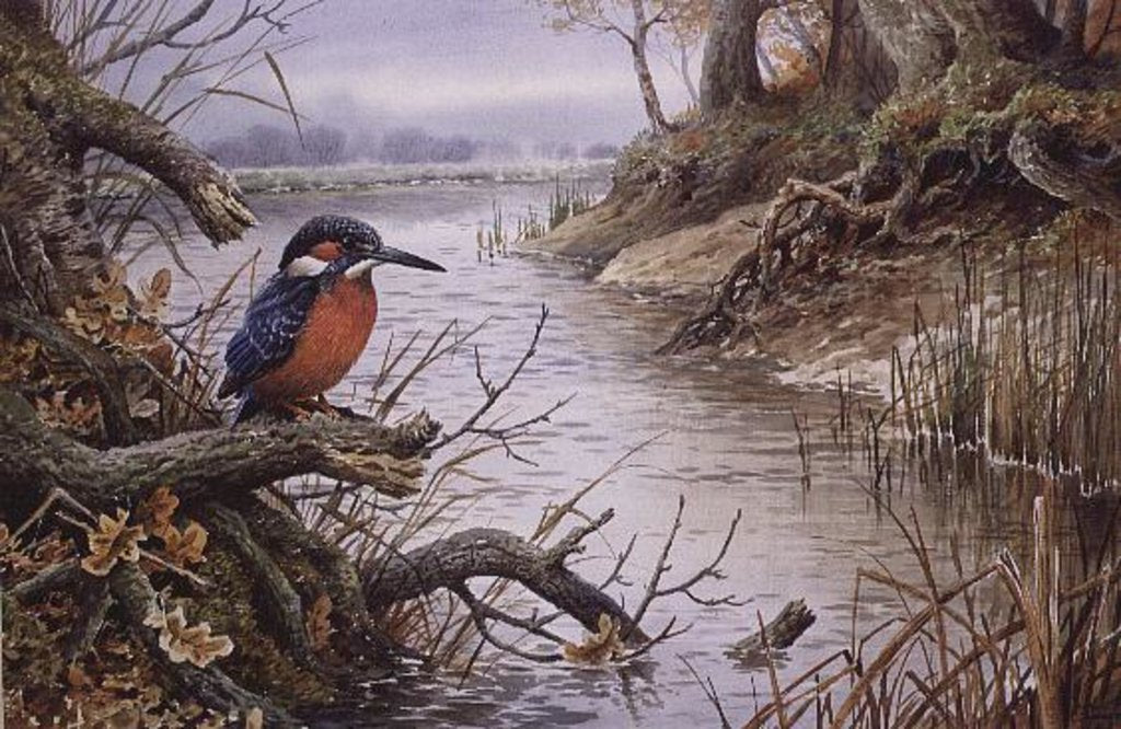 Detail of Kingfisher by Carl Donner