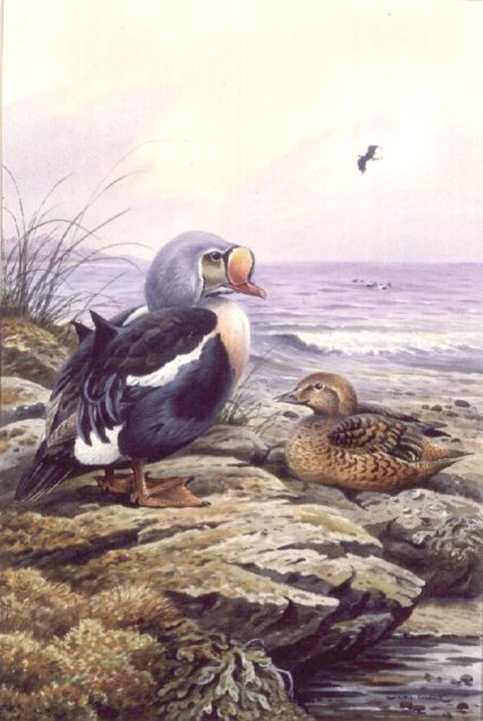 Detail of King Eider by Carl Donner
