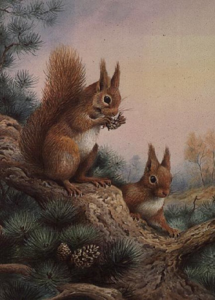 Detail of Pair of Red Squirrels on a Scottish Pine by Carl Donner