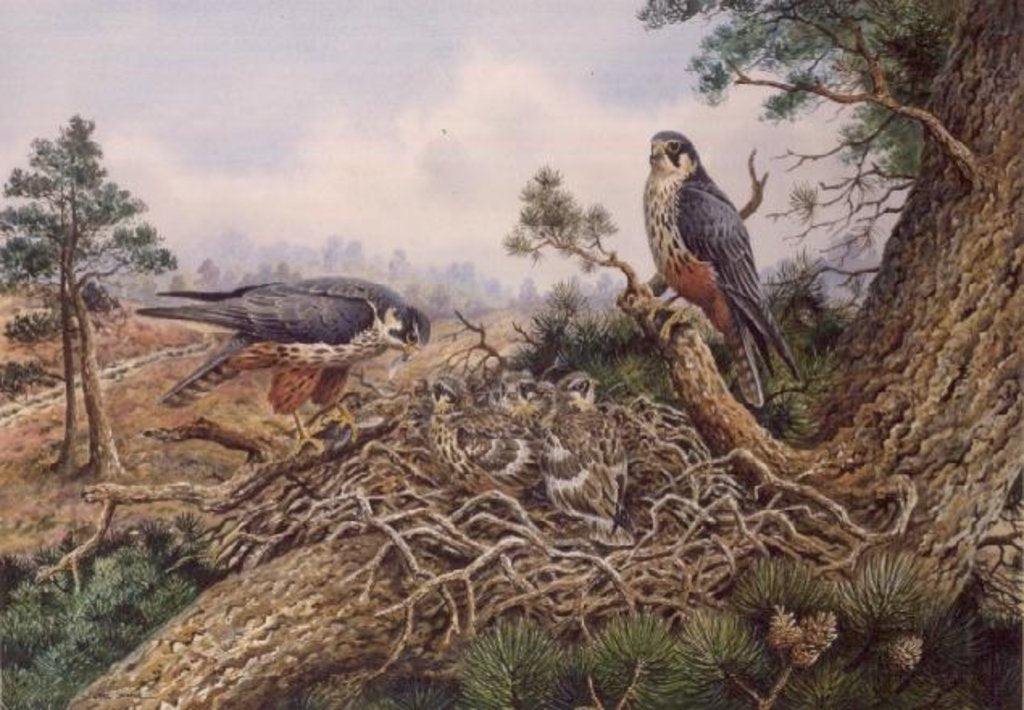 Detail of Hobbys at their Nest by Carl Donner