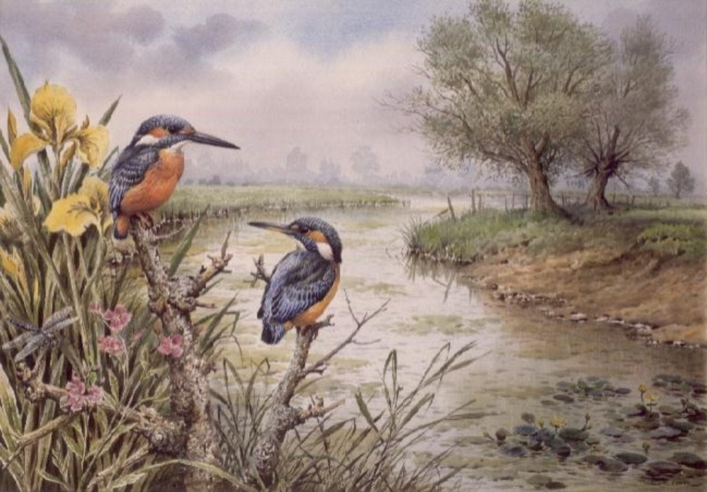 Detail of Kingfishers on the Riverbank by Carl Donner