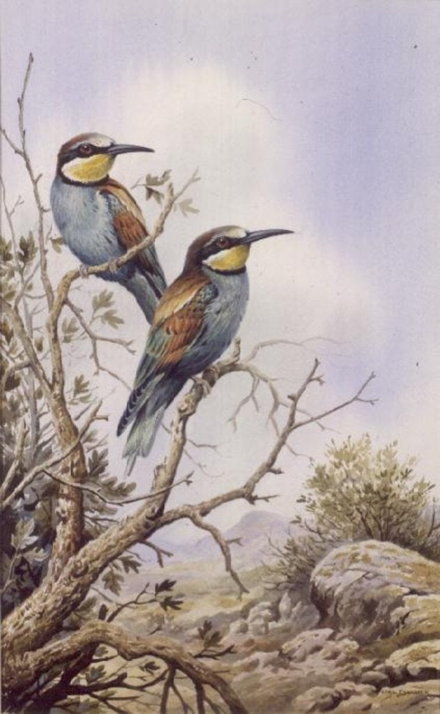 Detail of Bee-Eaters by Carl Donner