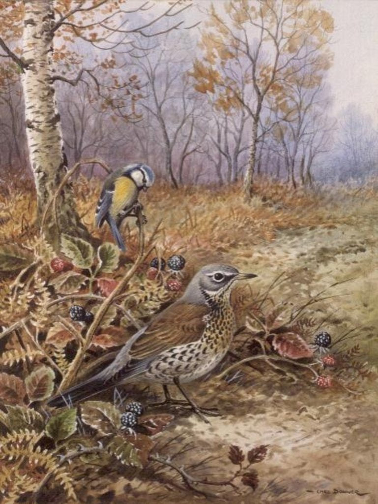 Detail of Fieldfare and Blue Tit by Carl Donner