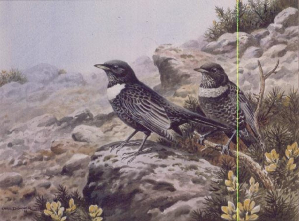 Detail of Ring Ousels by Carl Donner
