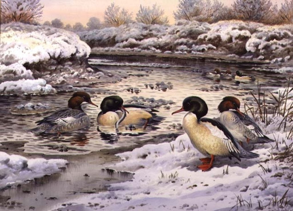 Detail of Goosanders by Carl Donner