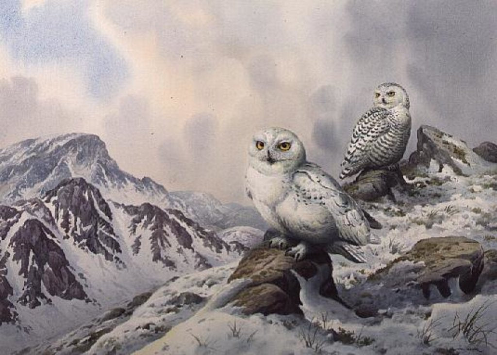 Detail of Pair of Snowy Owls in the Snowy Mountains, Australia by Carl Donner