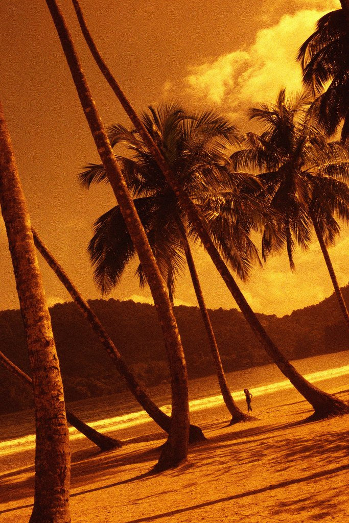 Detail of Palm Trees on Beach by Anonymous