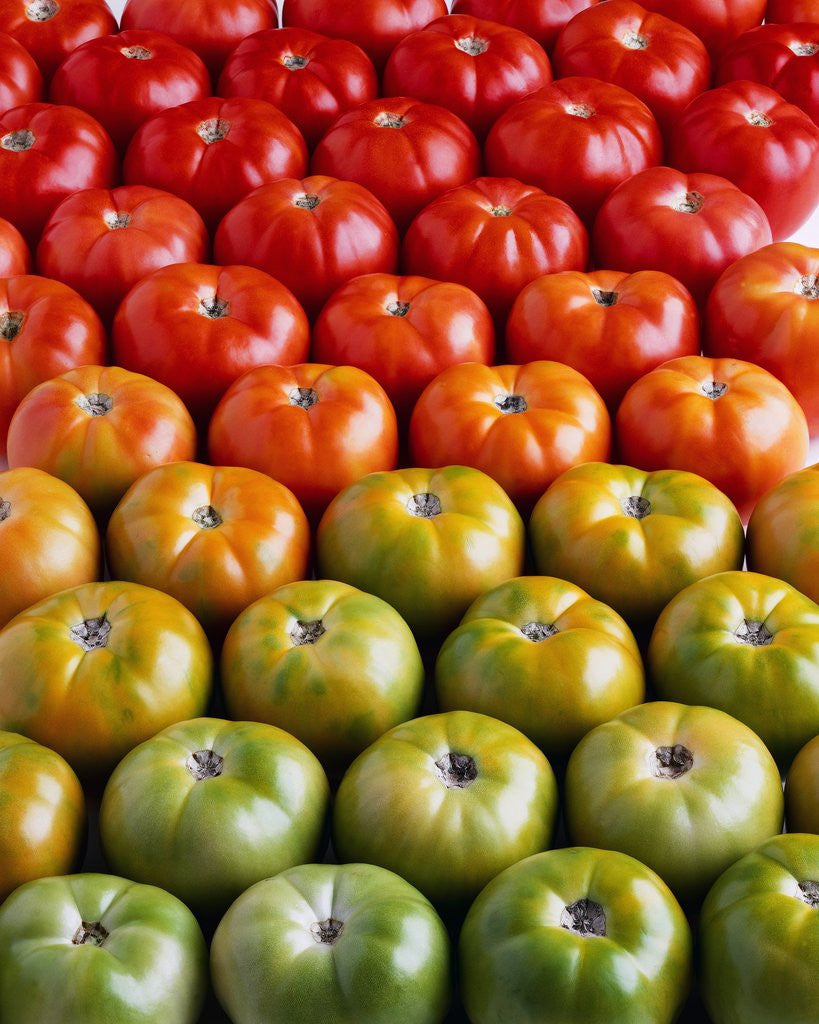 Detail of Red and Green Tomatoes by Corbis