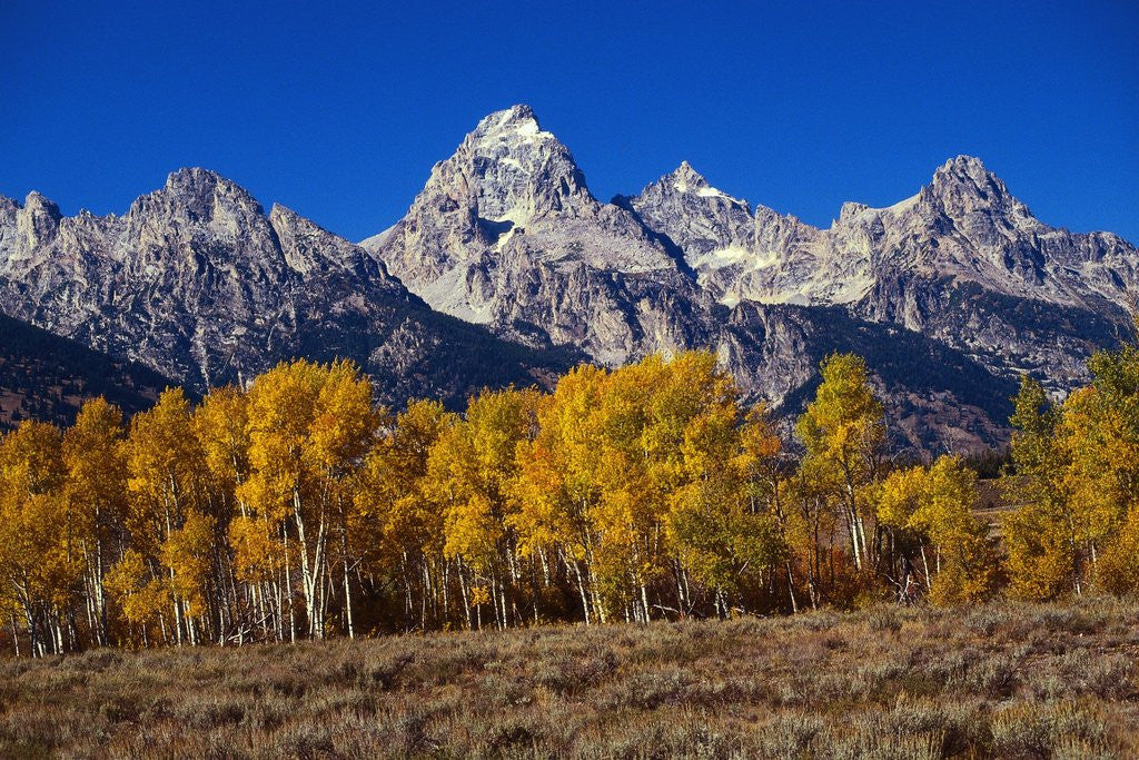 Detail of Forest near Grand Teton by Anonymous