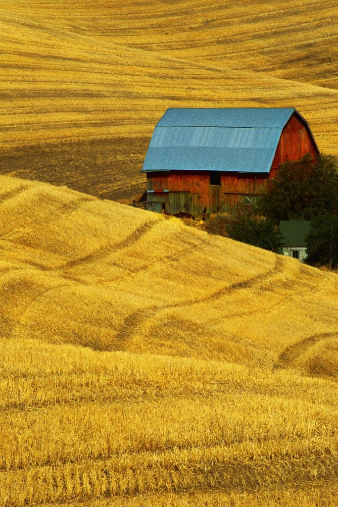 Detail of Barn and Golden Wheat Field by Anonymous