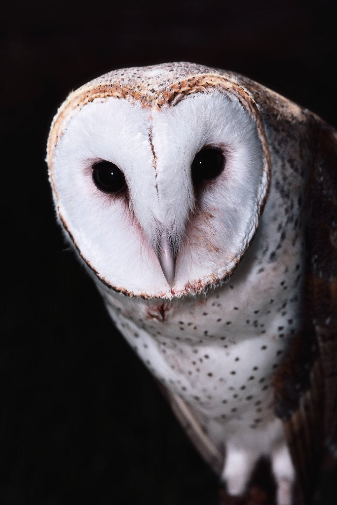Detail of Barn Owl by Corbis