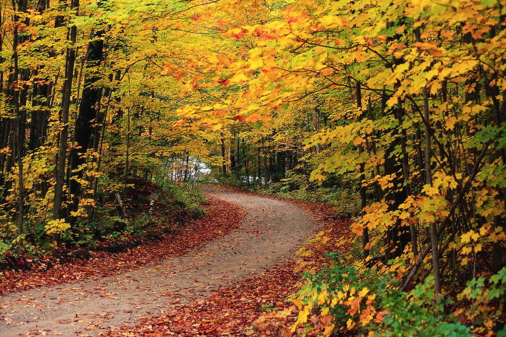 Detail of Road Through Forest by Anonymous