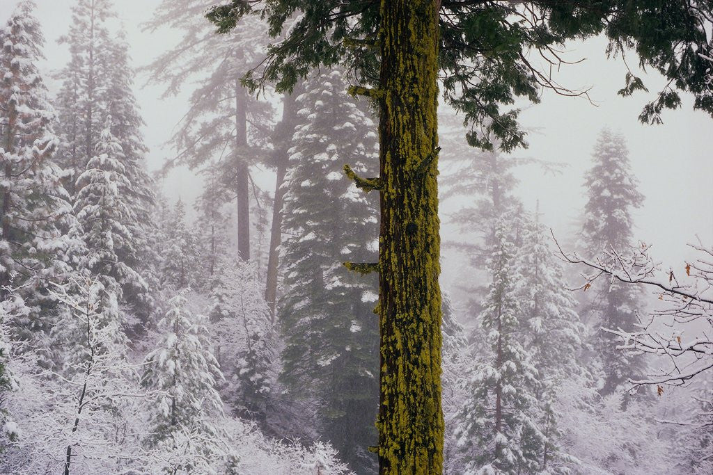 Detail of Mossy Green Tree in a Snowy Forest by Anonymous