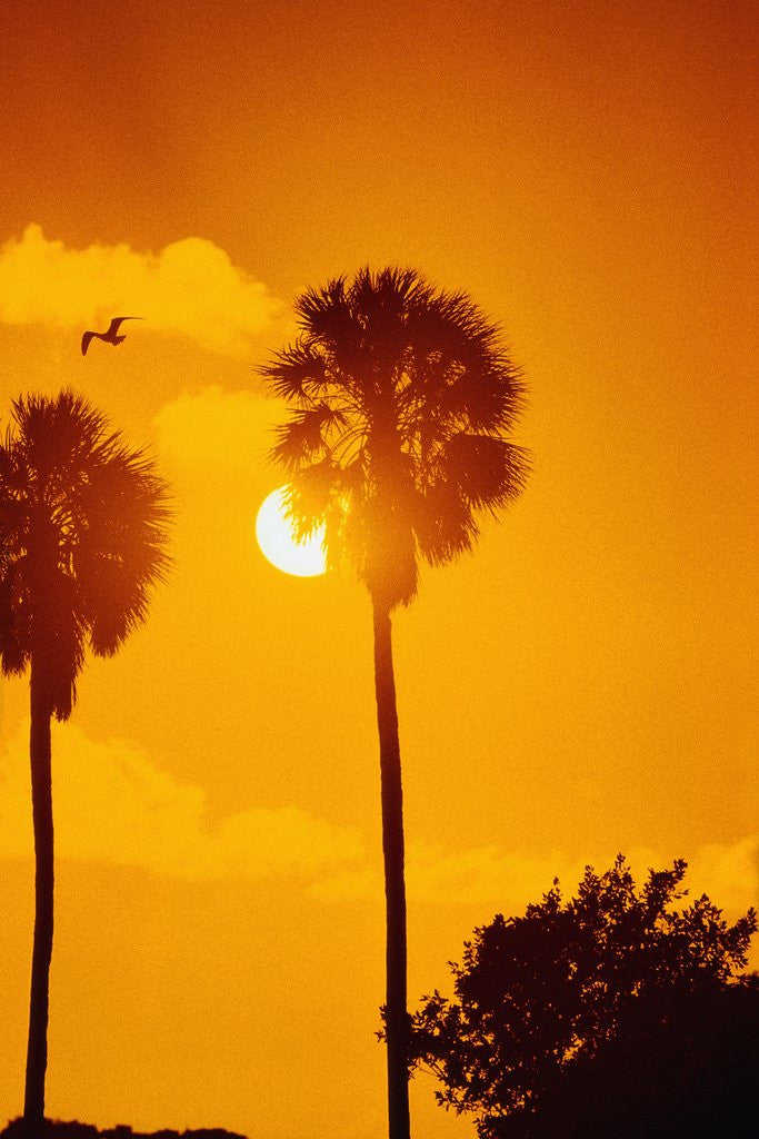Detail of Silhouetted Palms in the Florida Everglades by Corbis