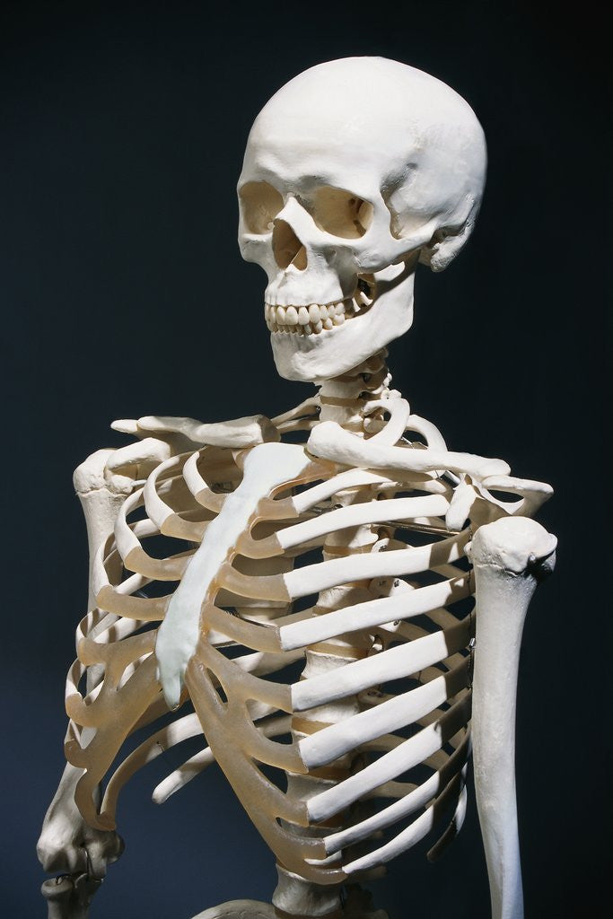 Detail of Human Skeleton by Corbis