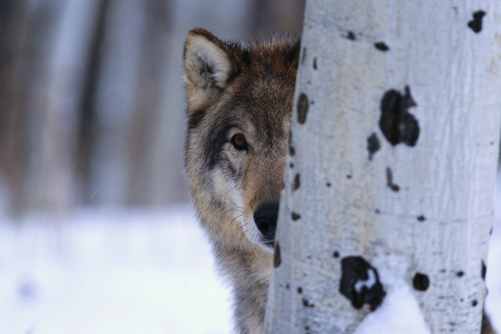 Detail of Gray Wolf Behind Aspen by Corbis