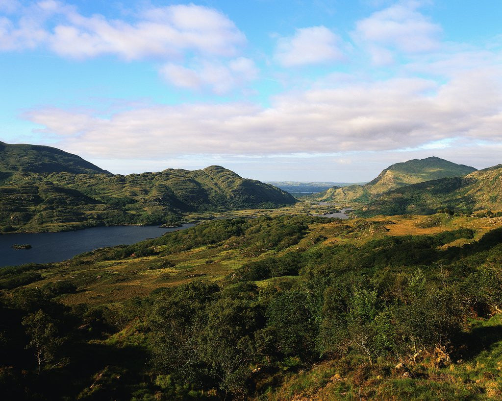 Detail of Landscape of Killarney National Park by Corbis