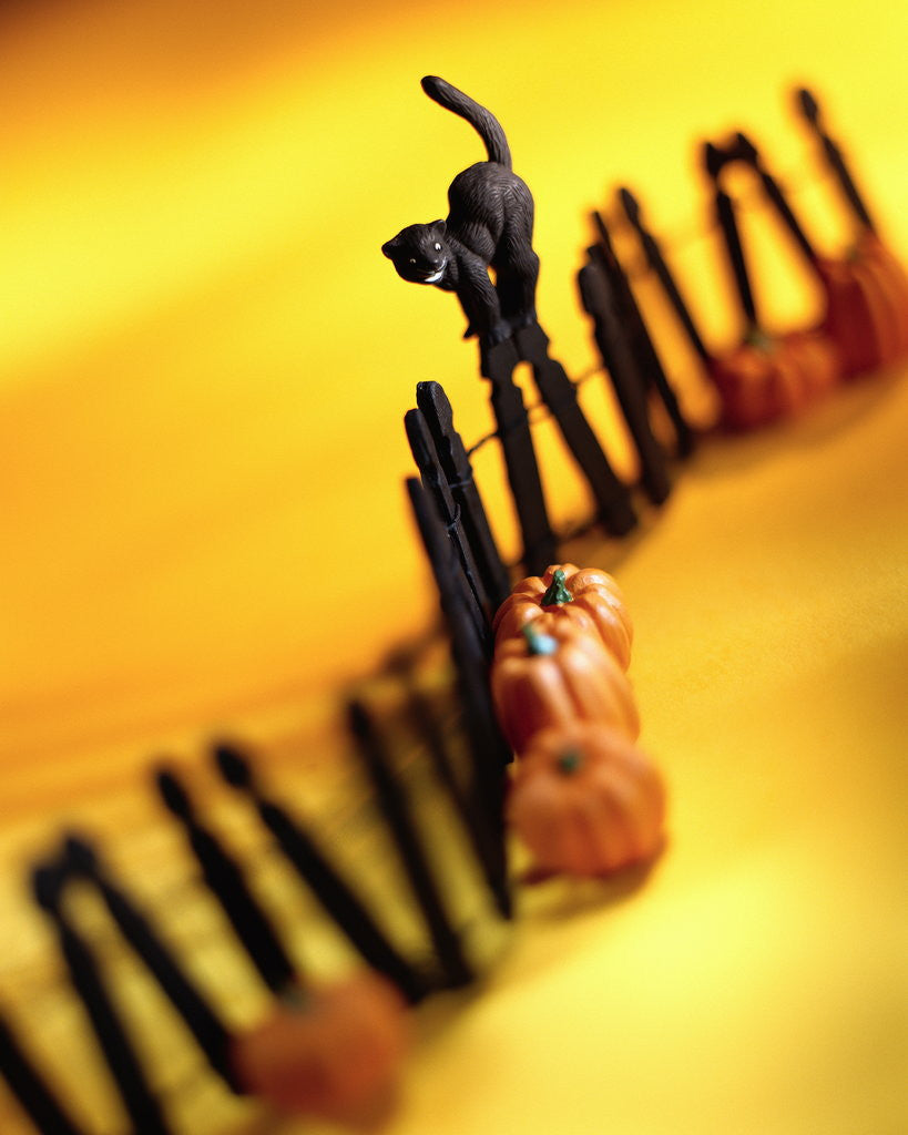 Detail of Black Cat on Fence by Anonymous