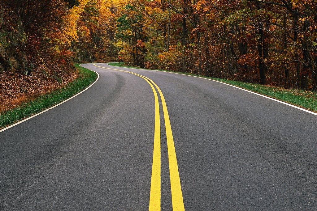 Detail of Road Through Autumn Forest by Anonymous