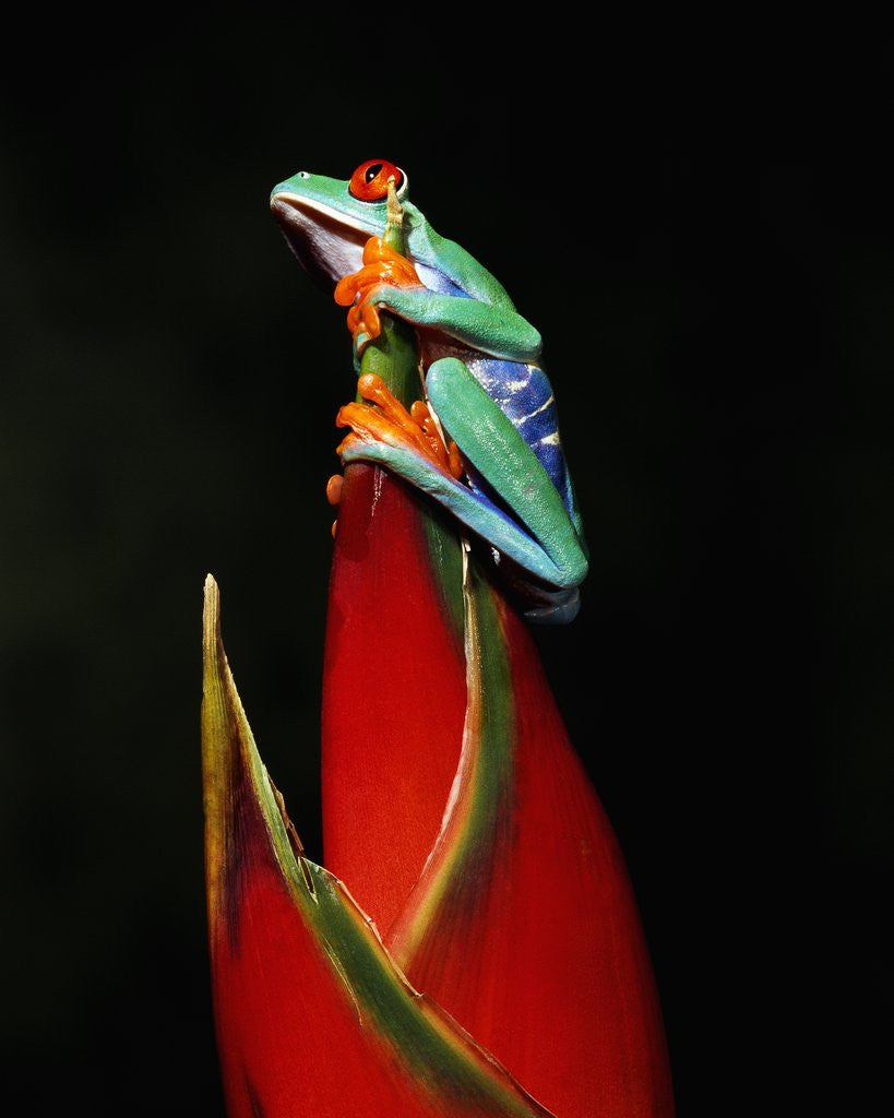 Detail of Red-Eyed Tree Frog by Anonymous