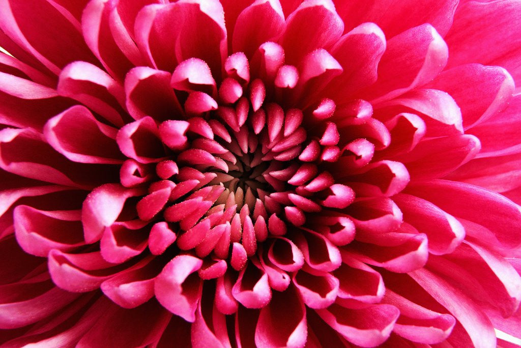 Detail of Pink Chrysanthemum by Anonymous