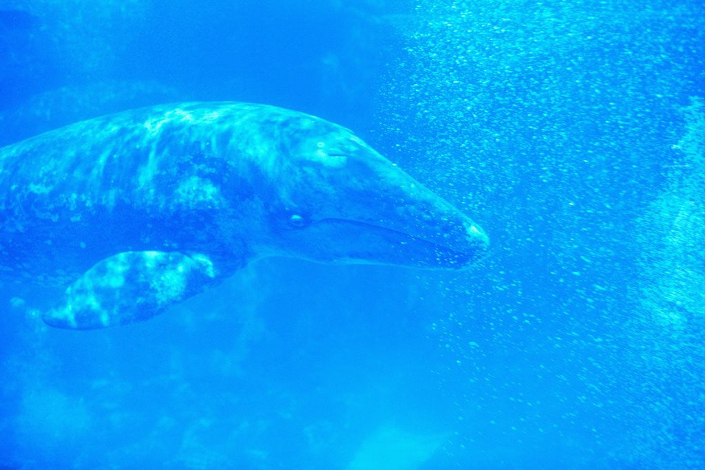 Detail of Young Gray Whale by Anonymous