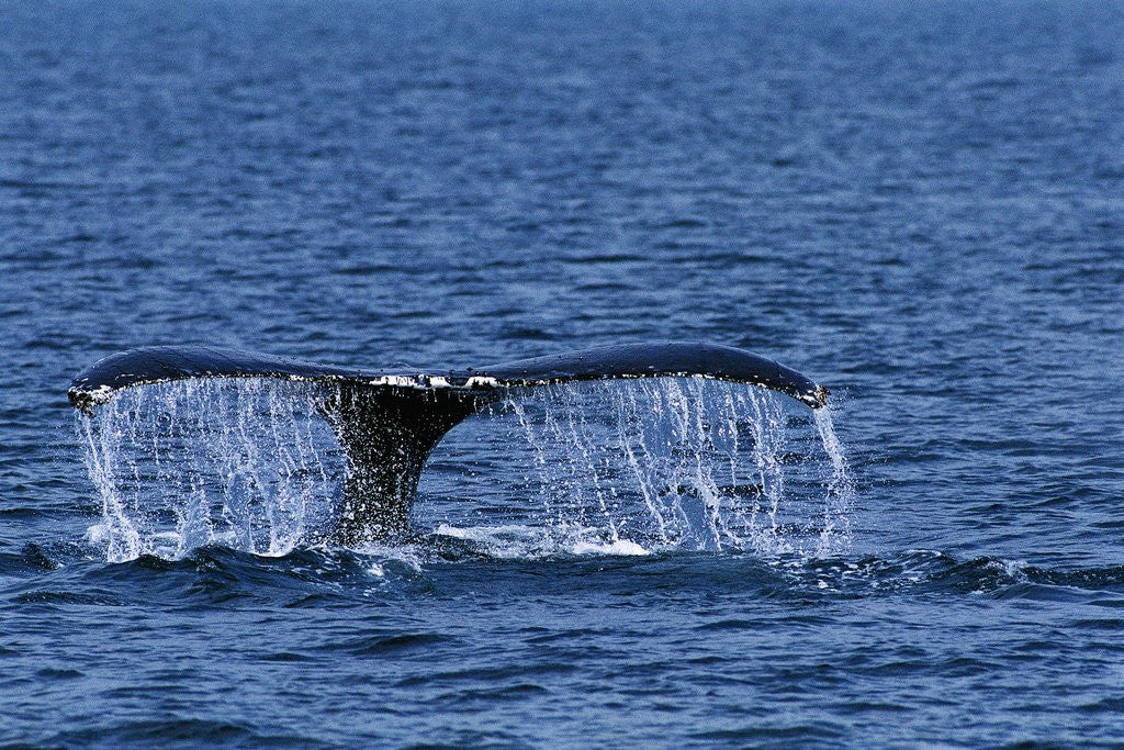 Detail of Tail of Humpback Whale by Anonymous