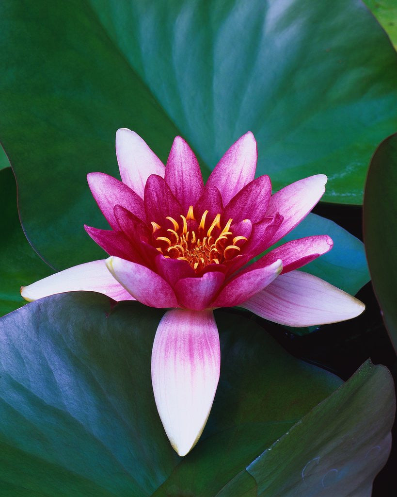 Detail of Red Water Lily by Anonymous