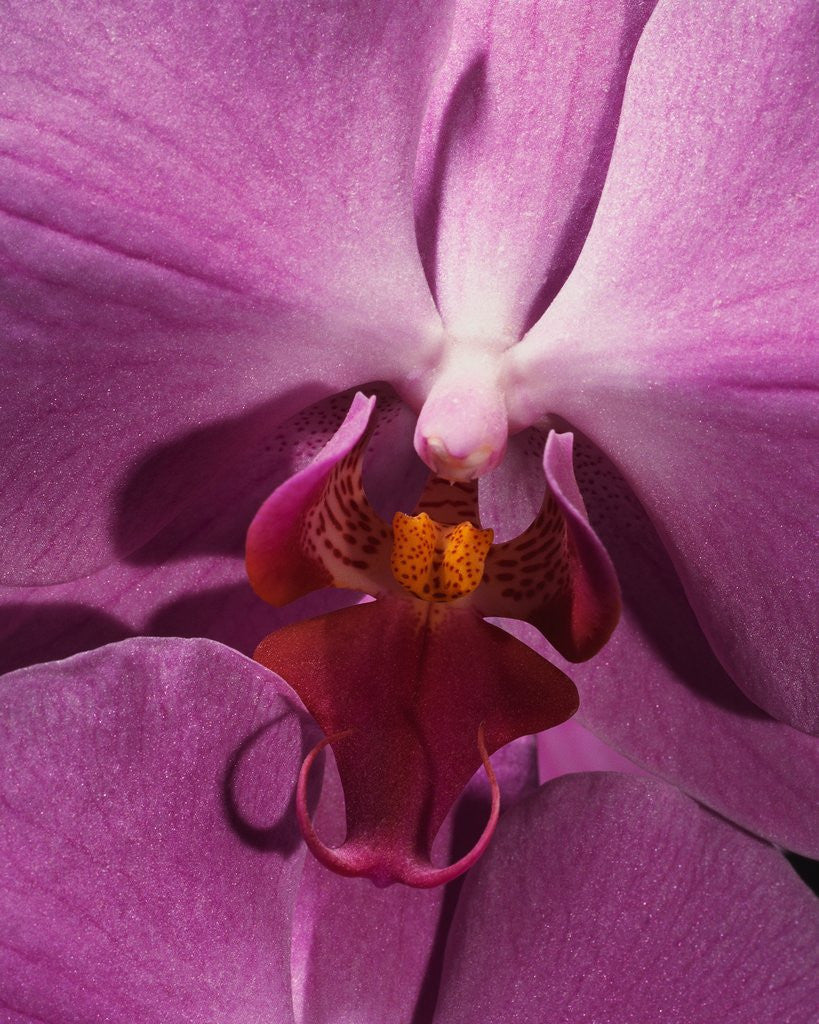 Detail of Purple Moth Orchid by Anonymous