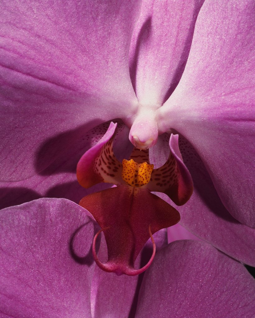 Detail of Purple Moth Orchid by Corbis