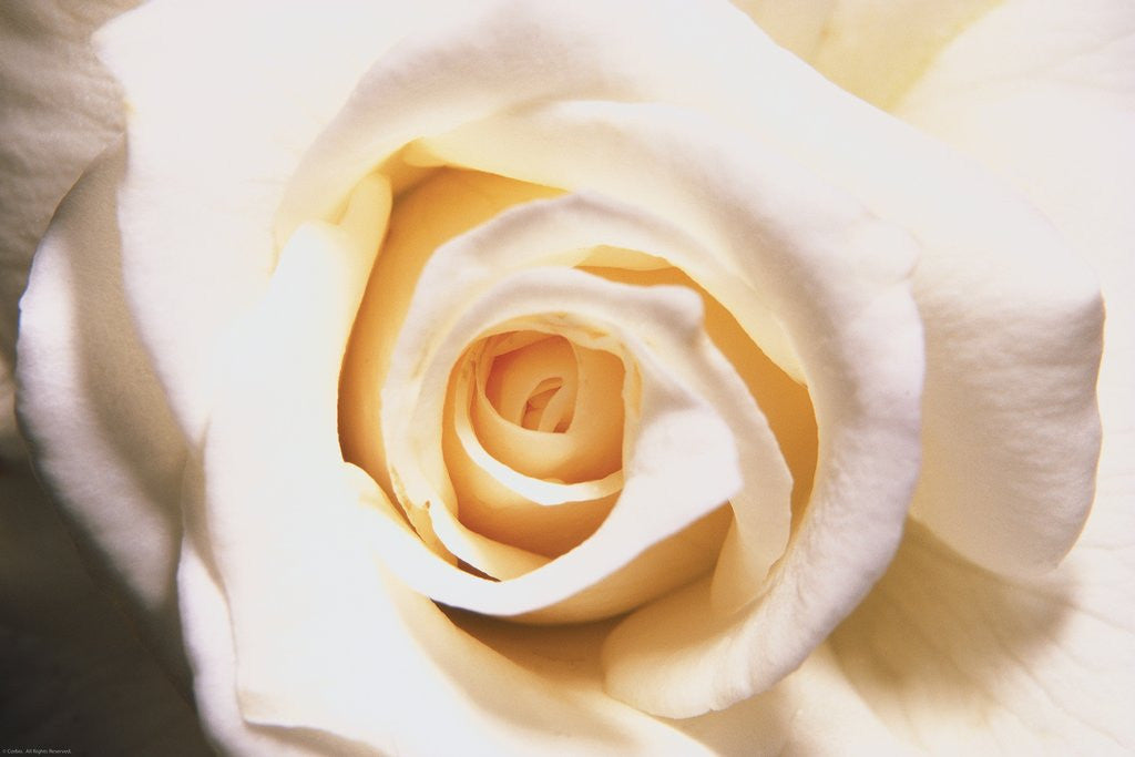 Detail of White Rose by Anonymous