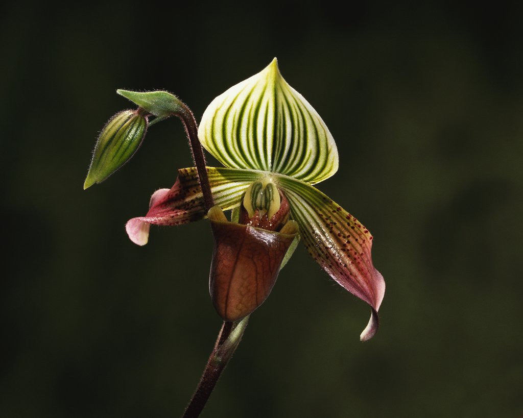 Detail of Hybrid Orchid by Corbis