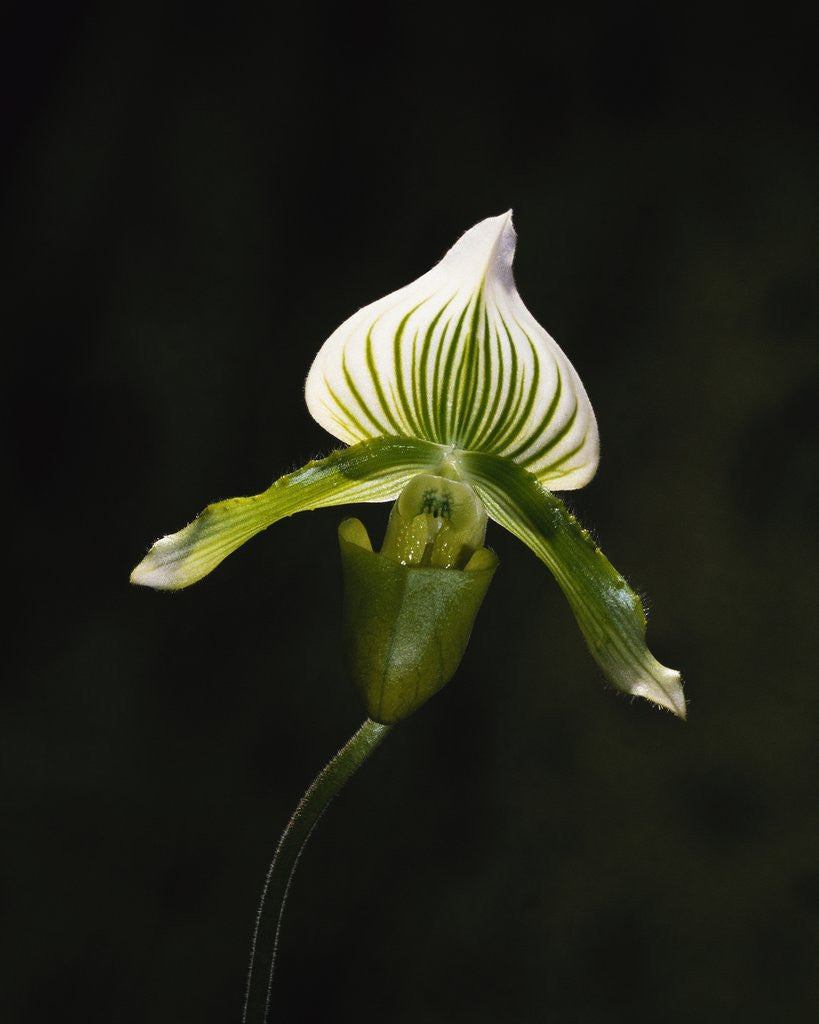 Detail of Hybrid Orchid by Anonymous