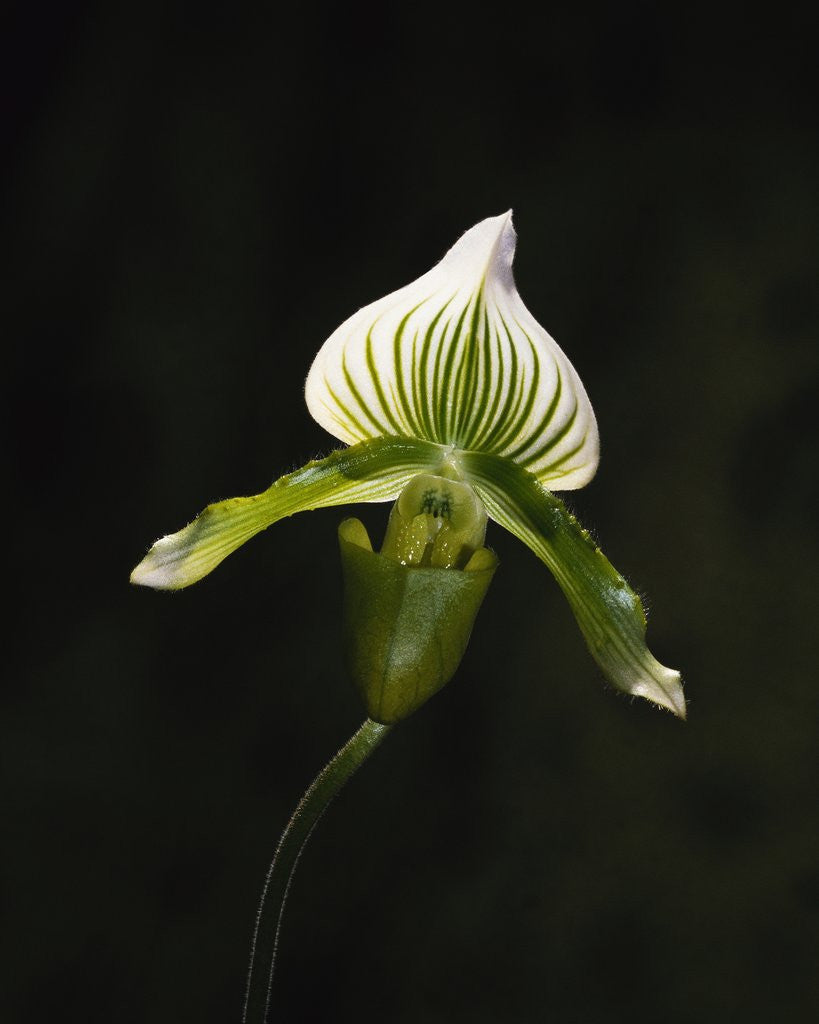 Detail of Hybrid Orchid by Corbis