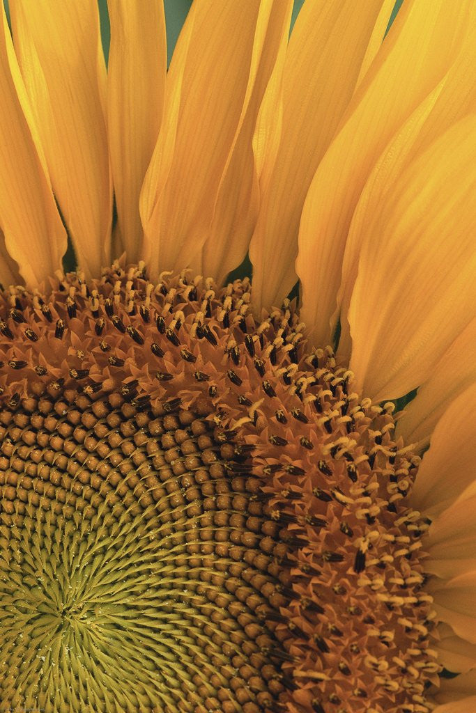 Detail of Sunflower by Anonymous