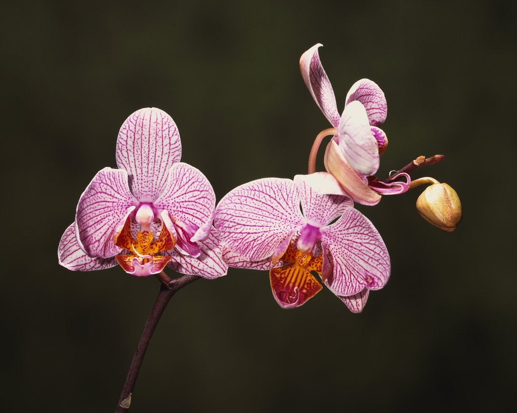 Detail of Phalenopsis Carmelas Gem by Anonymous
