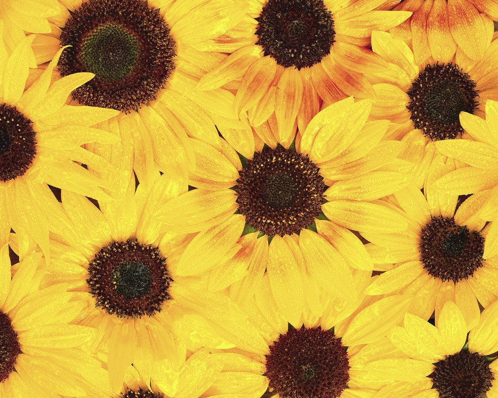 Detail of Dew on Sunflowers by Anonymous