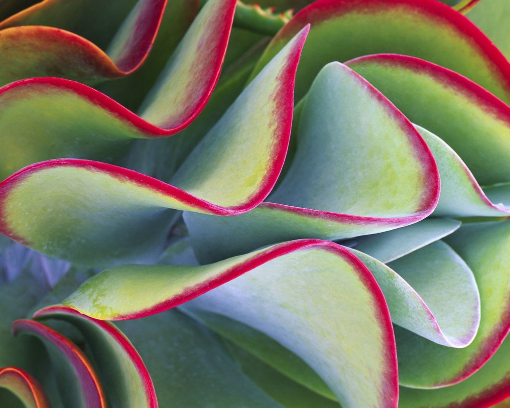 Detail of Red-Tipped Leaves of Kalanchoe by Anonymous
