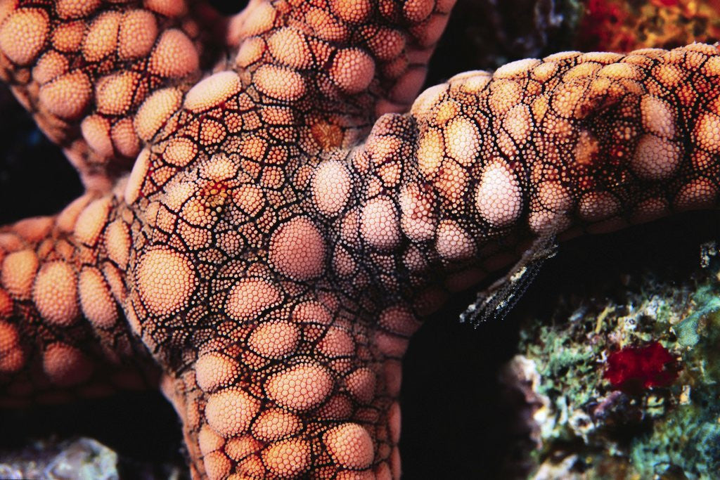 Detail of Sea Star by Anonymous