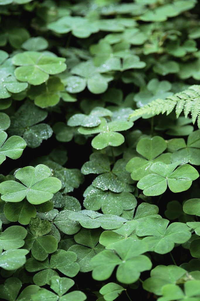 Detail of Redwood Sorrel by Anonymous