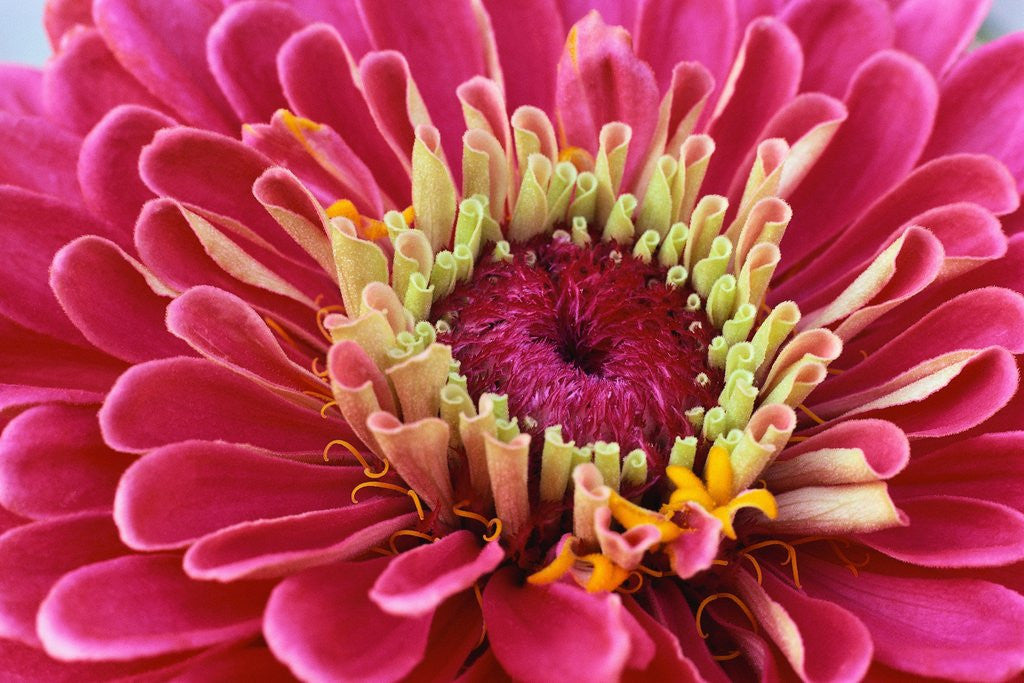 Detail of Pink Flower by Anonymous