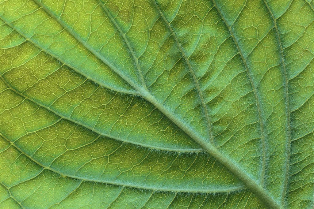 Detail of Veins of a Flowering Dogwood Leaf by Anonymous