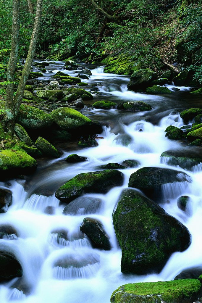 Detail of River Cascading Down Moss-Covered Rocks by Anonymous