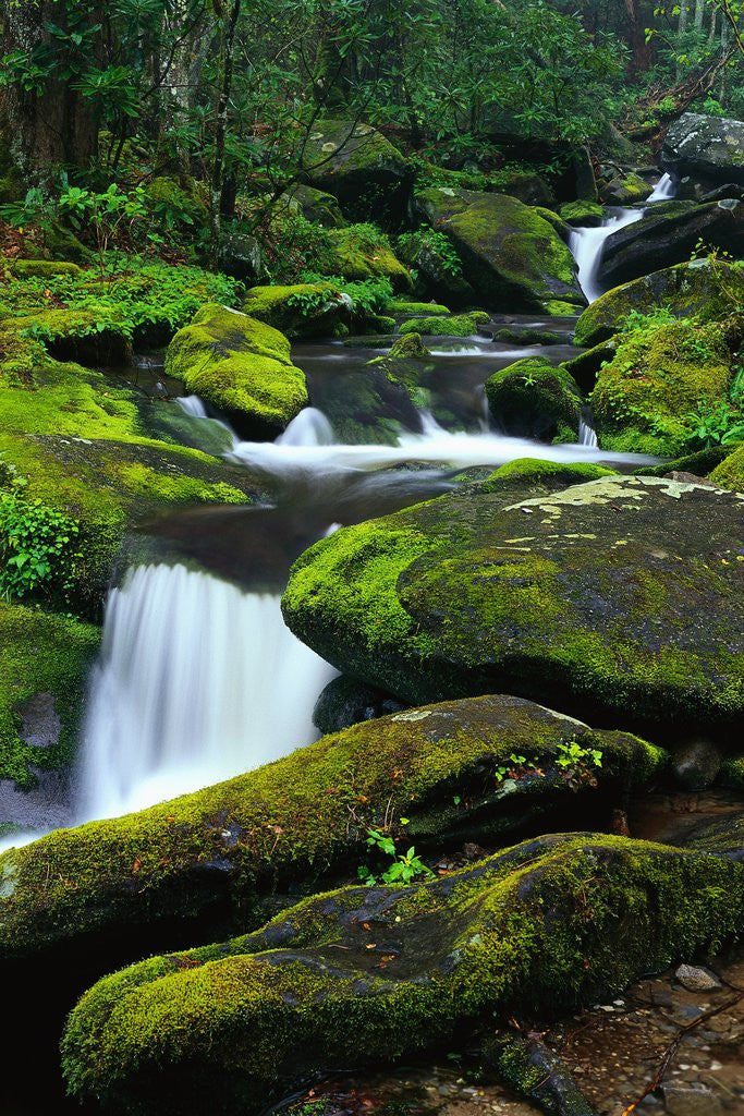 Detail of Stream Cascading Down Moss-Covered Rocks by Anonymous